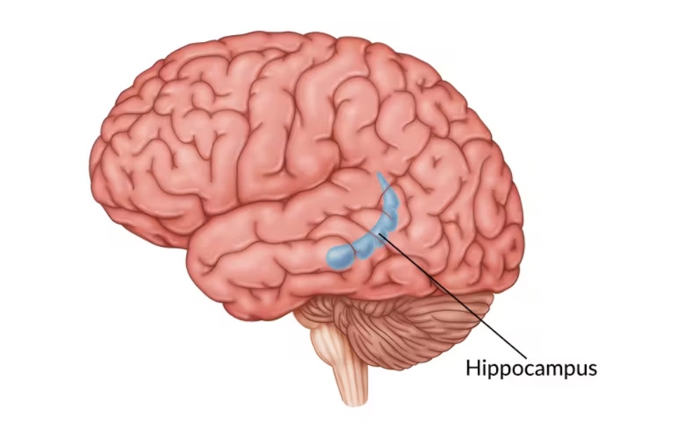 hippocampus PTSD